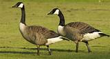 Pictures of Canadian Geese Pest Control