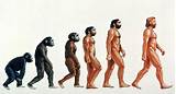 Images of The Theory Evolution Of Man