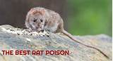 Rat Poison Pictures