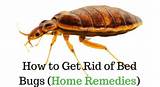 Pictures of To Get Rid Of Bed Bugs Home Remedies