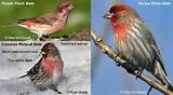 Images of Purple Finch Vs House Finch Identification