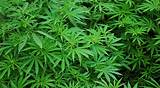 Oregon Medical Marijuana Images