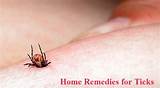 Pictures of Home Remedies For Parasites In Cats