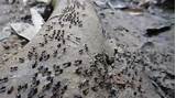 Photos of Ants Termites War