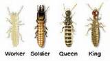 King Termite Pictures