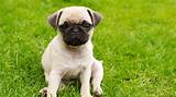 Images of Pug Pet Insurance