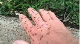 Carpenter Ant Bites On Humans