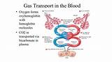 Gas Transport Images