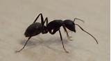 Pictures of Termite Ants