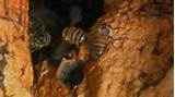 Photos of Bees Kill Landscaper
