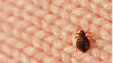 Cost To Get Rid Of Bed Bugs Images