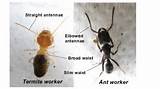Termite Treatment Types Photos