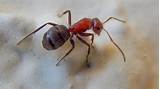 Do Carpenter Ants Eat Wood Pictures