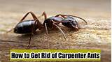 What Do Carpenter Ants Look Like Picture Pictures