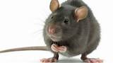 Images of Rat On