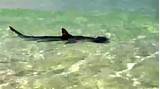 David Peltier Shark Attack Pictures