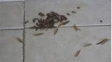 Termite Wings Fall Off Photos
