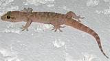 Photos of Roach Control Gecko