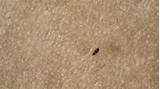 Photos of Fleas In Carpet