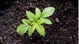 Best Soil To Grow Marijuana In Images