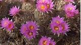 Xeriscape Flowers Images