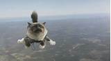 Photos of Skydiving Cat