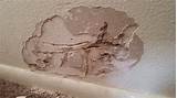 Sheetrock Termite Damage Pictures