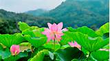 Lotus Flower Painting Pictures