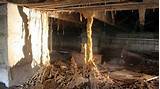 Images of Subterranean Termite Tubes