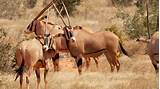 Pictures of Kenya Safari Packages