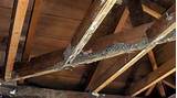 Termite Damage Rental Property Photos