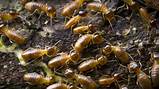Photos of Termite Killer Medicine