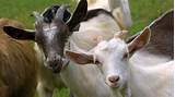 Goats Farming Images