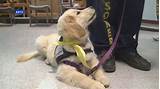 Images of Training For Dogs To Become Service Dogs