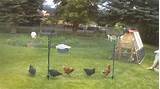 Best Electric Fence For Chickens Images