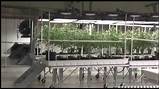 Images of How To Grow Marijuana Inside