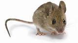 Home Remedies For Field Mice Photos