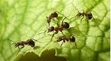 Images of Ants In Plants Control