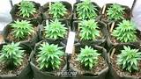 Best Way To Grow Marijuana Outside Pictures