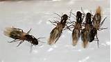 Termites With Wings In Bathroom Pictures