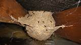 Pictures of What Is In A Wasp Nest