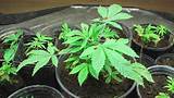 Best Way To Grow Marijuana Outside Images