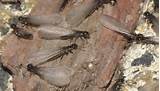 Termite Protection Worth It Photos
