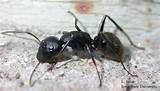 Carpenter Ants In House