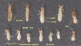 Termite Japanese