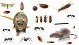 Household Pests Massachusetts Images