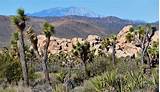 Joshua Tree National Park Camping Reservations Pictures