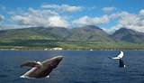 Pictures of Whale Watching On Maui Hawaii