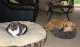 Pictures of Dogs Stealing Cat Beds