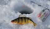 Images of Ice Fishing Perch